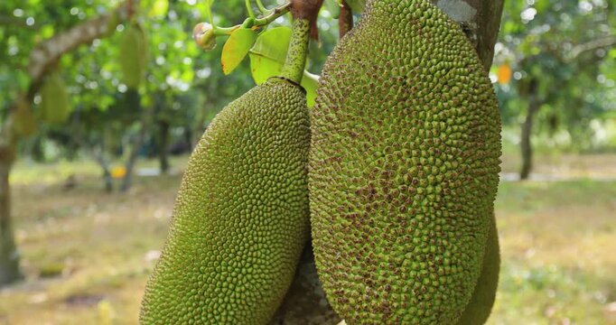 Green jackfruit grow on the Jackfruit tree