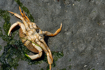 A top view image of an upturned dead crab left behind during low tide.