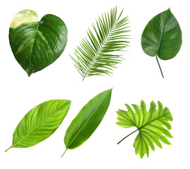 Assortment of six distinct tropical green leaves with varied shapes and textures, isolated on transparent background. © Kenna