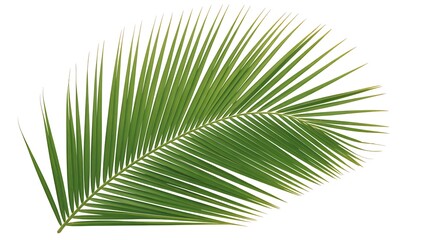 Obraz premium palm leaf isolated on white