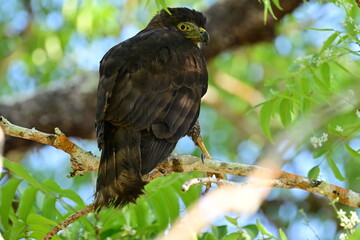 A Crested Goshawk on a tree branch, staring intently at something in Langkawi in Malaysia