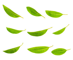 Fresh vibrant green leaves from a natural plant, photographed as separate elements against a transparent background.