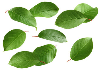 Obraz premium An eye-catching photograph of vibrant green leaves featuring delicate vein patterns and reddish stems.
