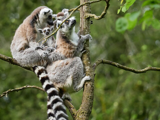 Ring tailed lemur family with baby in natural habitat © denisapro