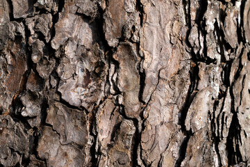 Obraz premium Close-up photo of the surface of the tree bark. The bark is brown.