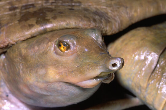 Smooth softshell turtle, Apalone mutica, snout.
