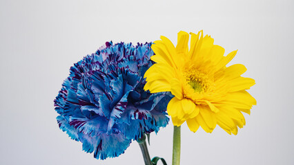 青いカーネーションと黄色のガーベラの花 白背景 マクロ コピースペース