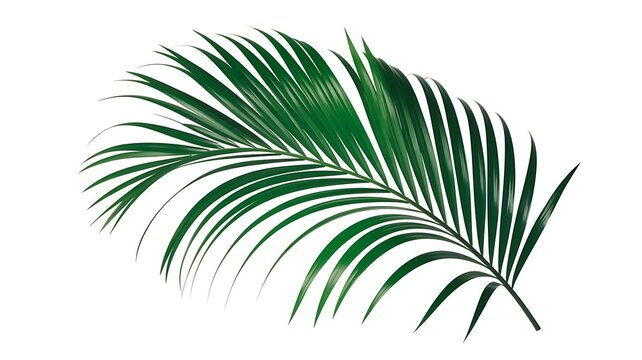 palm tree isolated on white background
