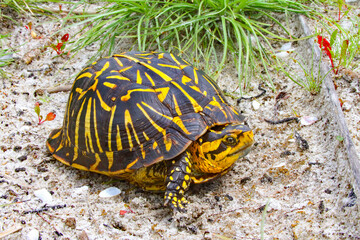 Obraz premium Florida box turtle, Terrapene bauri