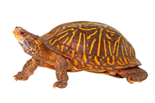 Florida box turtle, Terrapene bauri