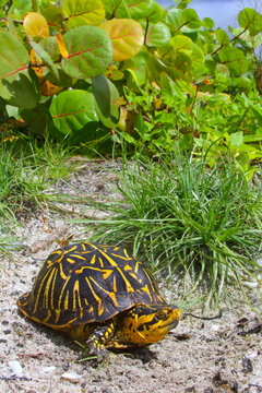 Florida box turtle, Terrapene bauri