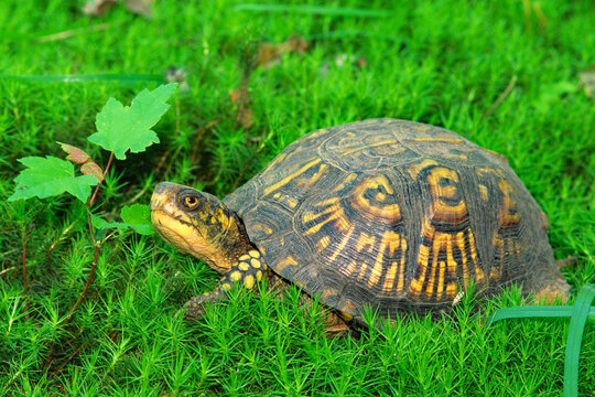 Eastern box turtle, Terrapene carolina, in forest moss.