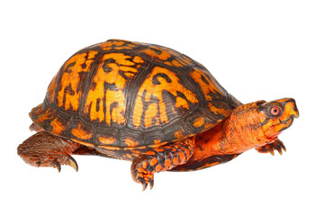 Obraz premium Eastern box turtle, Terrapene carolina, white background.
