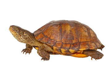 Obraz premium Coahuila box turtle, Terrapene coahuila, white background.