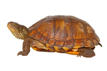 Obraz premium Coahuila box turtle, Terrapene coahuila, white background
