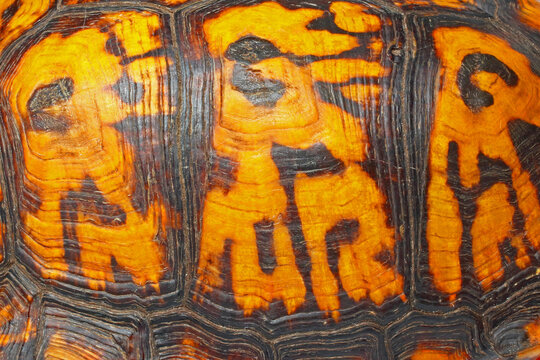 Eastern box turtle, Terrapene carolina, carapace.