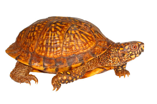 Gulf coast box turtle, Terrapene carolina major, white background.