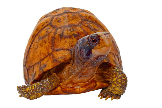Yucatan Box turtle, Terrapene yucatana, white background.