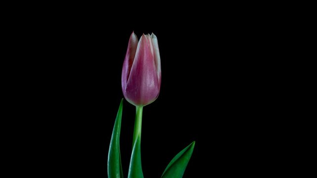 A high-quality macro timelapse captures a bright pink tulip with delicate white edges, slowly blossoming and developing. The flower gracefully unfurls its petals against a solid black background, show