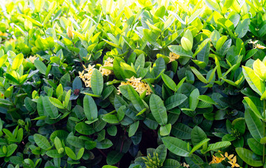 Fototapeta premium Photo of Ixora coccinea plant with yellow flowers.