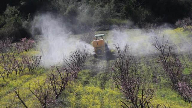 Tractor Spraying Protective Bordeaux Mixture on Spring Peach Orchard. It is a world-renowned fungicidal spray made from a combination of copper sulfate and slaked lime