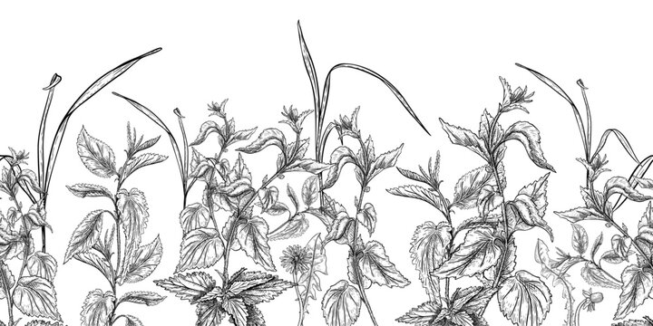 Nettle wild herb black white vector seamless border. Hand drawn botanical repeat illustration of meadow plants. Monochrome foliate background pattern for textile design and stationery wallpaper.