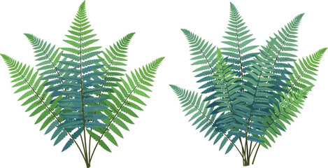 Green fern leaves botanical plant collection vector illustration, tropical forest foliage branches isolated on white background, natural decorative greenery design element set © MdAnowarHossain