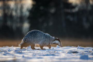 European badger (Meles meles) foraging in a snowy field during winter golden hour. © Rudolf