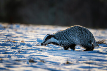 European badger (Meles meles) foraging in a snowy field during winter golden hour. © Rudolf