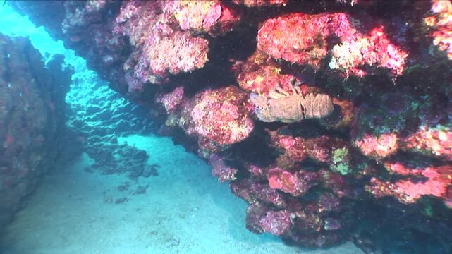 slipper lobster underwater Scyllaridae  walks on rocks close up ocean scenery