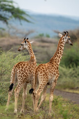 Obraz premium Two young Rothschild's giraffes walking in the Ruko Community Conservancy in Baringo, Kenya. 