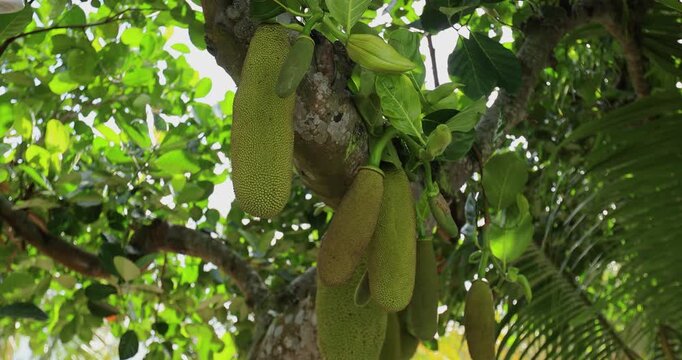 Green jackfruit grow on the Jackfruit tree