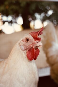 White hen head close up with red comb in organic farm