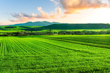 beautiful view in a green farm field with fresh spring grass on rural hills with amazing sunset or sunrise cloudy sky on background of agricultural landscape © Yaroslav