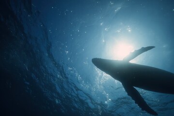 Fototapeta premium Humpback Rises Toward Shining Surface. Gentle Whale Approaches Shimmering Water Surface With Curiosity