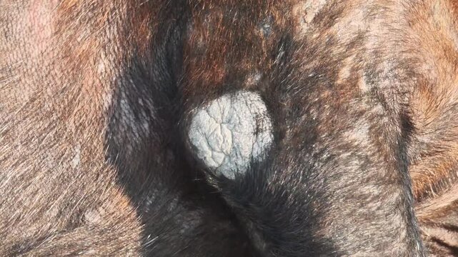 A black dog with mange .