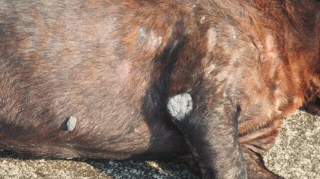 A black dog with mange .