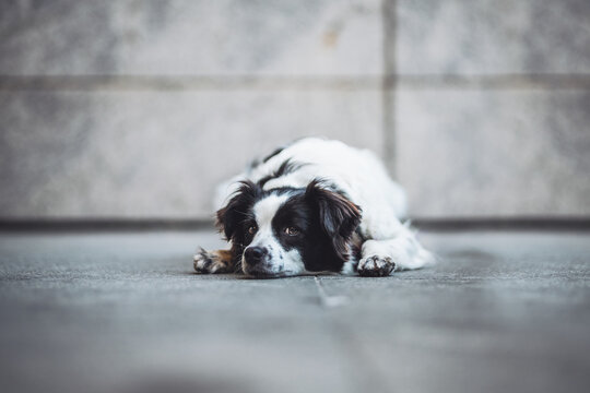 Black and white long-haired dog resting on pavement