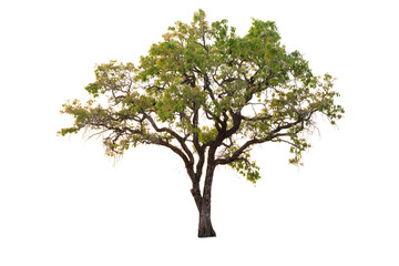 Solitary tree stands against a plain white backdrop © issarawat