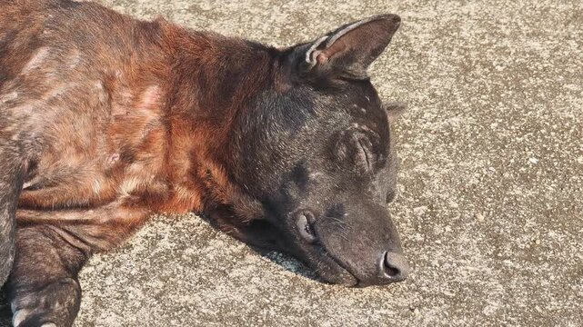 A black dog with mange .