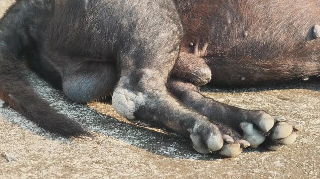 A black dog with mange .