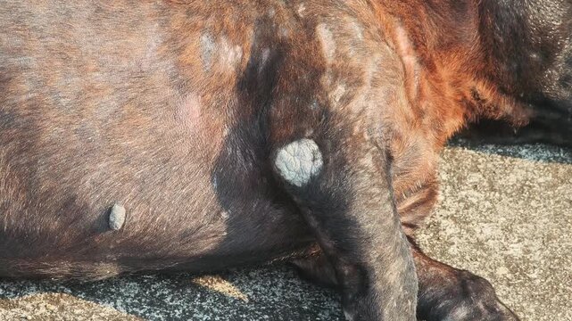 A black dog with mange .