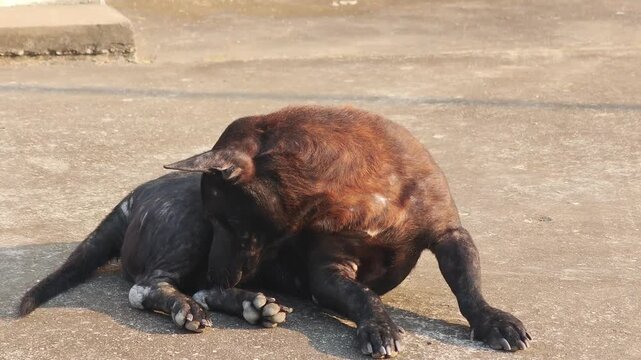 A black dog with mange .
