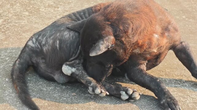 A black dog with mange .