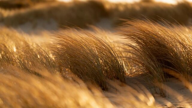Bending golden dune grass clumps responding to gentle breeze on coastal dunes, sunlight sparkling