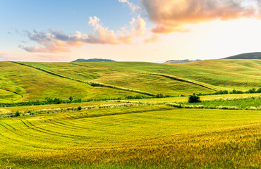 Fototapeta premium Scenic view at beautiful summer sunset in a wheaten shiny field with golden wheat and sun rays, deep blue cloudy sky and road, rows leading far away, valley landscape
