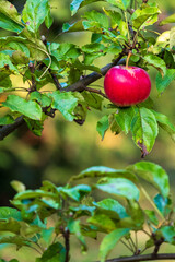 Red apple hanging on a branch, suitable as a background.