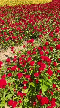 Red celosia flowers cristata blooming