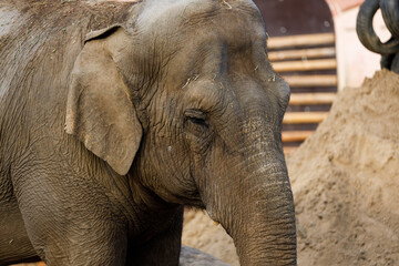 Naklejka premium Asian elephant walking in zoo enclosure