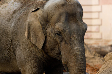 Naklejka premium Asian elephant walking in zoo enclosure